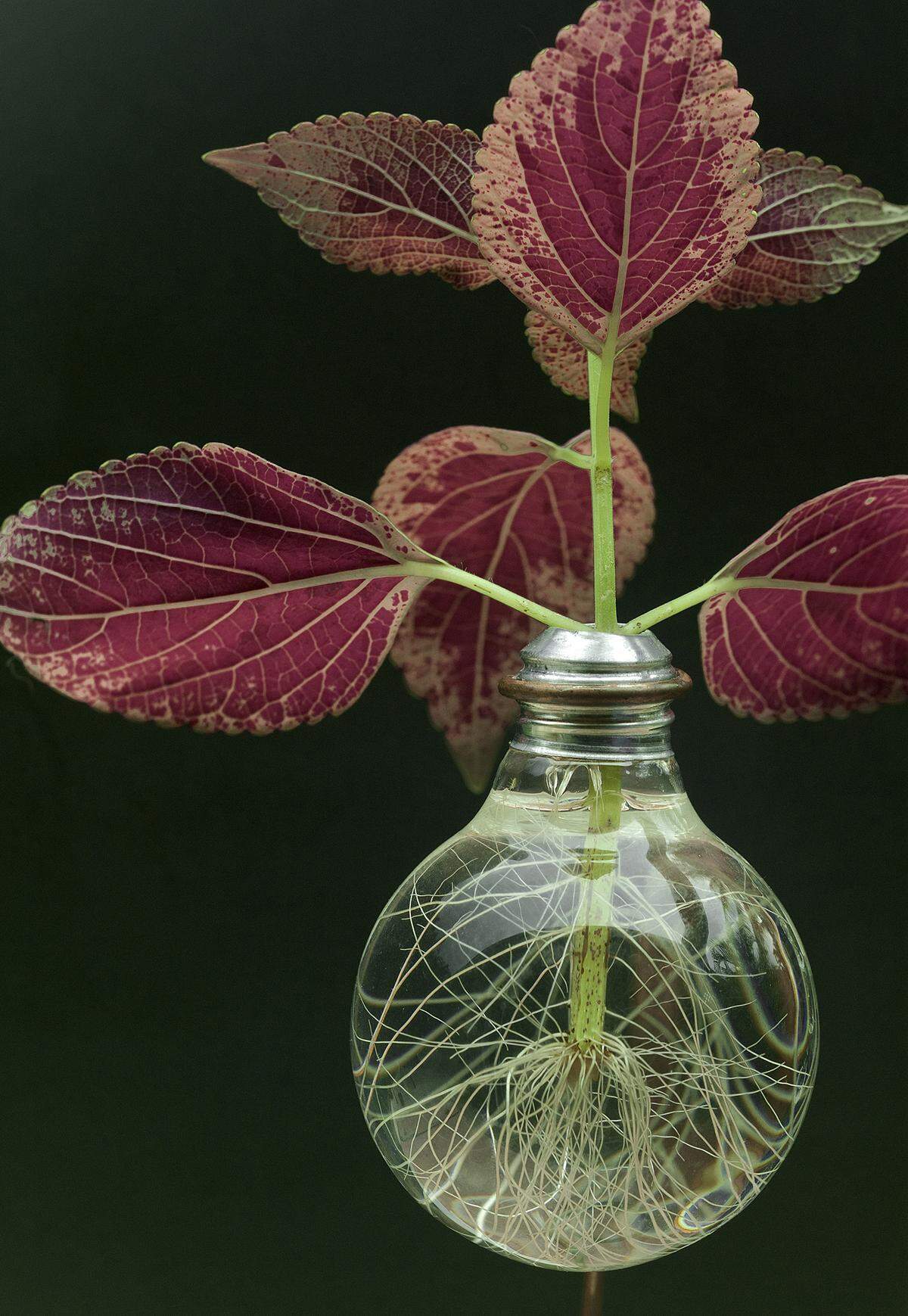 Cloning Plectranthus (Coleus) requires nothing more than a cutting, container and water.