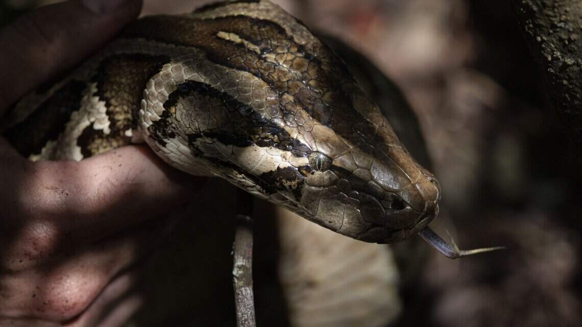 Watch researchers steal hidden python eggs from an angry mother