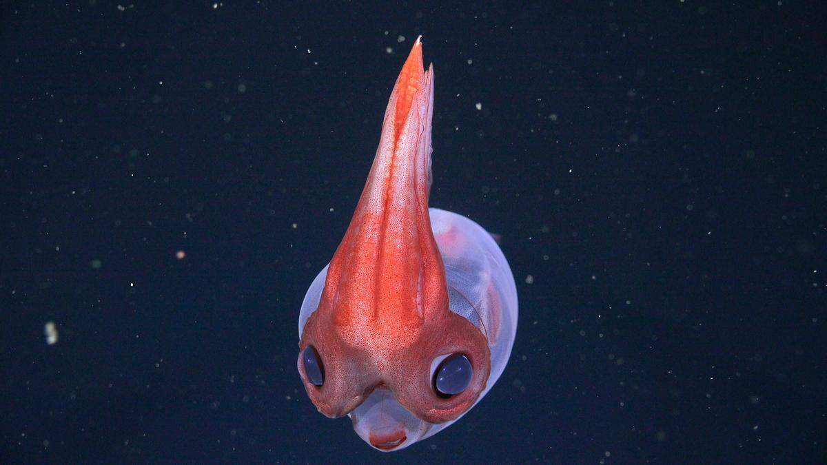 new species argentina expedition