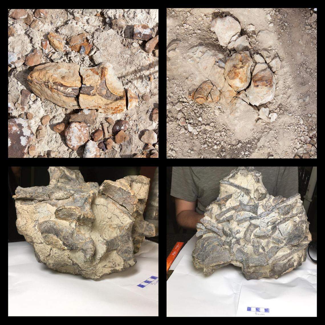 The fossils were kept for a decade before new analysis revealed they were a species new to science.