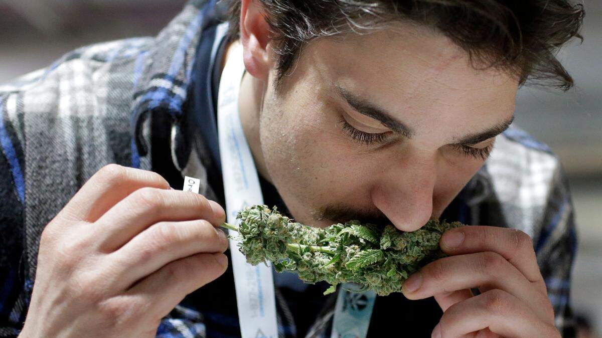Researchers have discovered a new family of chemicals in cannabis responsible for the pungent skunky scent that the animals also carry in their notorious defense sprays.