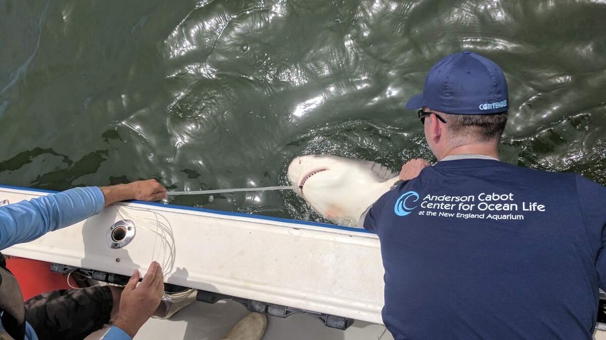 A new study of over 300 sharks found that some species are extremely resilient to the stress of being caught and released in commercial longline fisheries while other species are much more likely to die, according to researchers at the New England Aquarium in Massachusetts.