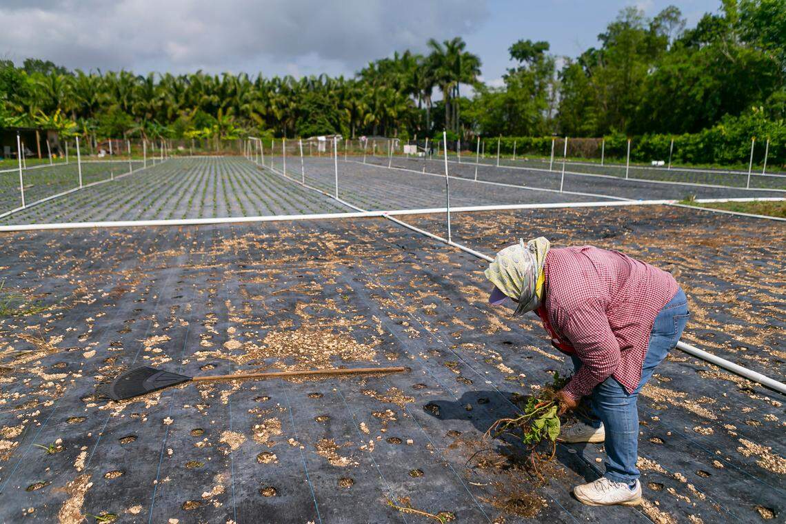María Custodio, de 53 años, limpia un campo de espinaca echada a perder en su granja de Homestead, Florida, en una imagen del miércoles 27 de mayo de 2020. La granja es de Juventino Custodio, de 53 años, quien se vio obligado a dejar que la cosecha se pudriera en los campos tras las pandemia del coronavirus, que trastocó completamente la cadena de suministro.