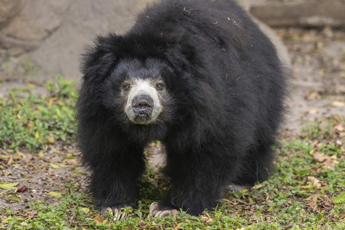 Keesha, a 28-year-old sloth bear, came to Zoo Miami in 2016 from the San Diego Zoo. She died Thursday, May 9, 2024, according to the zoo.