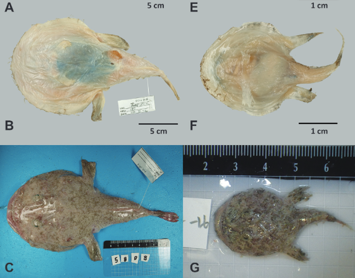 L. nigriventris has a black membrane around their stomach and intestines, creating a black belly appearance.