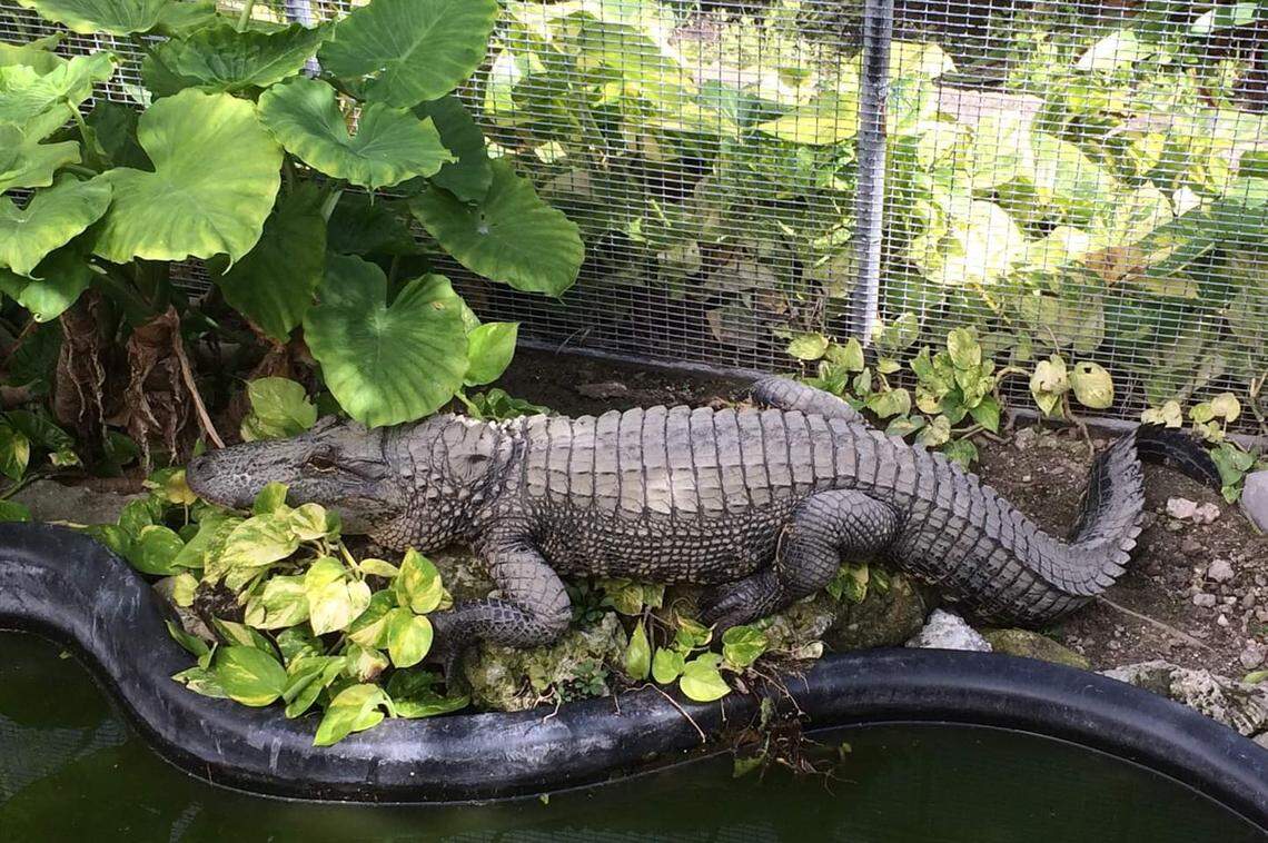 Irwin the alligator is one of many pets kept at the Monroe County Sheriff’s Office, located at the county jail.