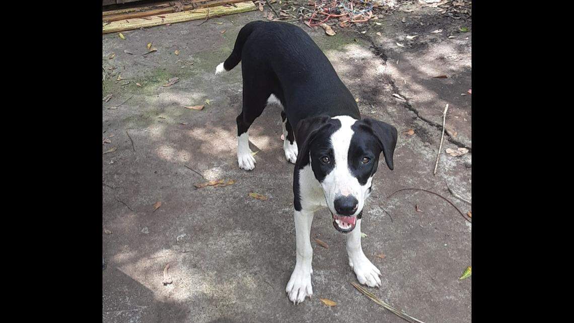 This provided photo shows a Florida family’s dog named Lucy, who was shot and killed by a Jacksonville sheriff’s deputy in April 2022, according to a federal lawsuit.