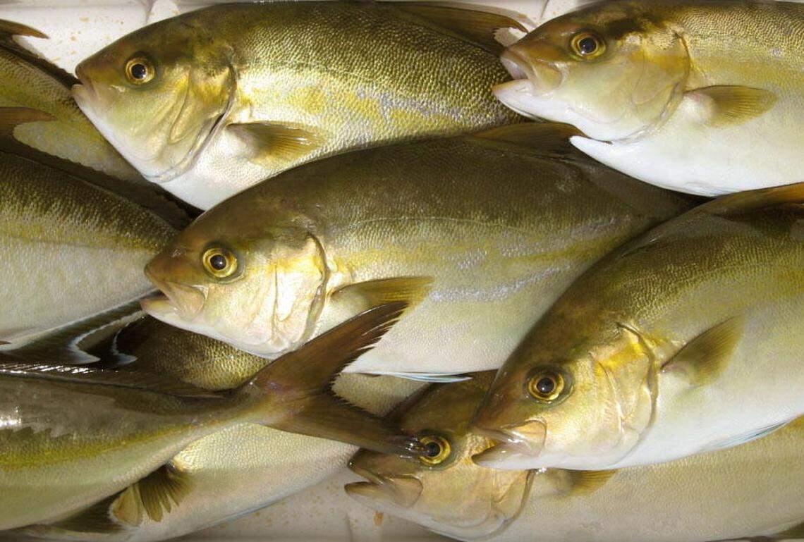 Freshly harvested almaco jack, known as kampachi in Hawaii.