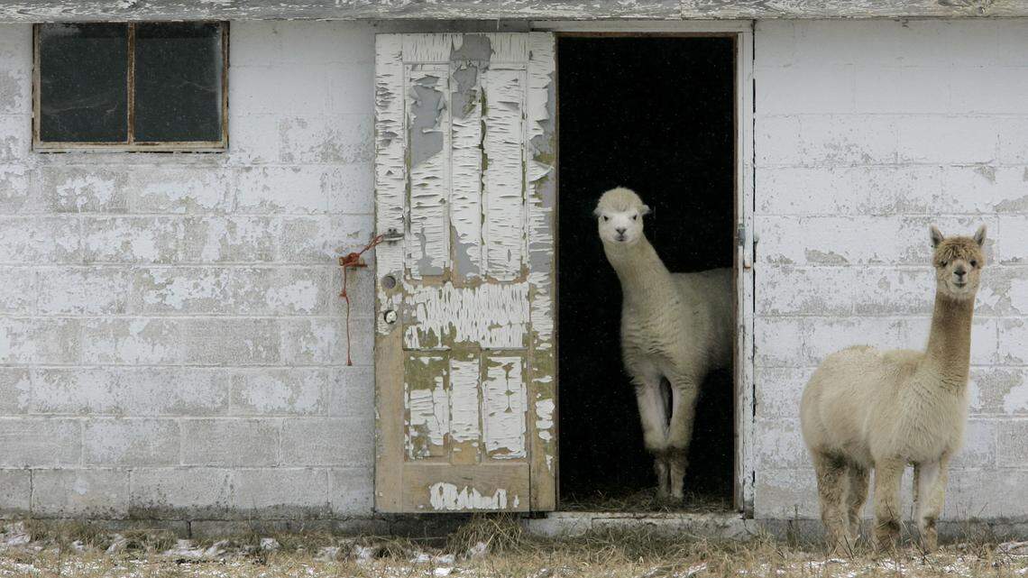 Llama blood may protect against COVID and its variants, study says. What to know