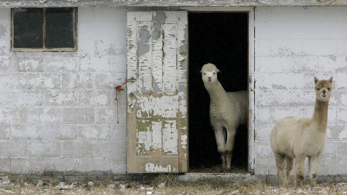In this stock photo, two llamas peer out at the snowy day from their barn on a farm in Troy Twp., Ohio, on Wednesday, Nov. 23, 2005.