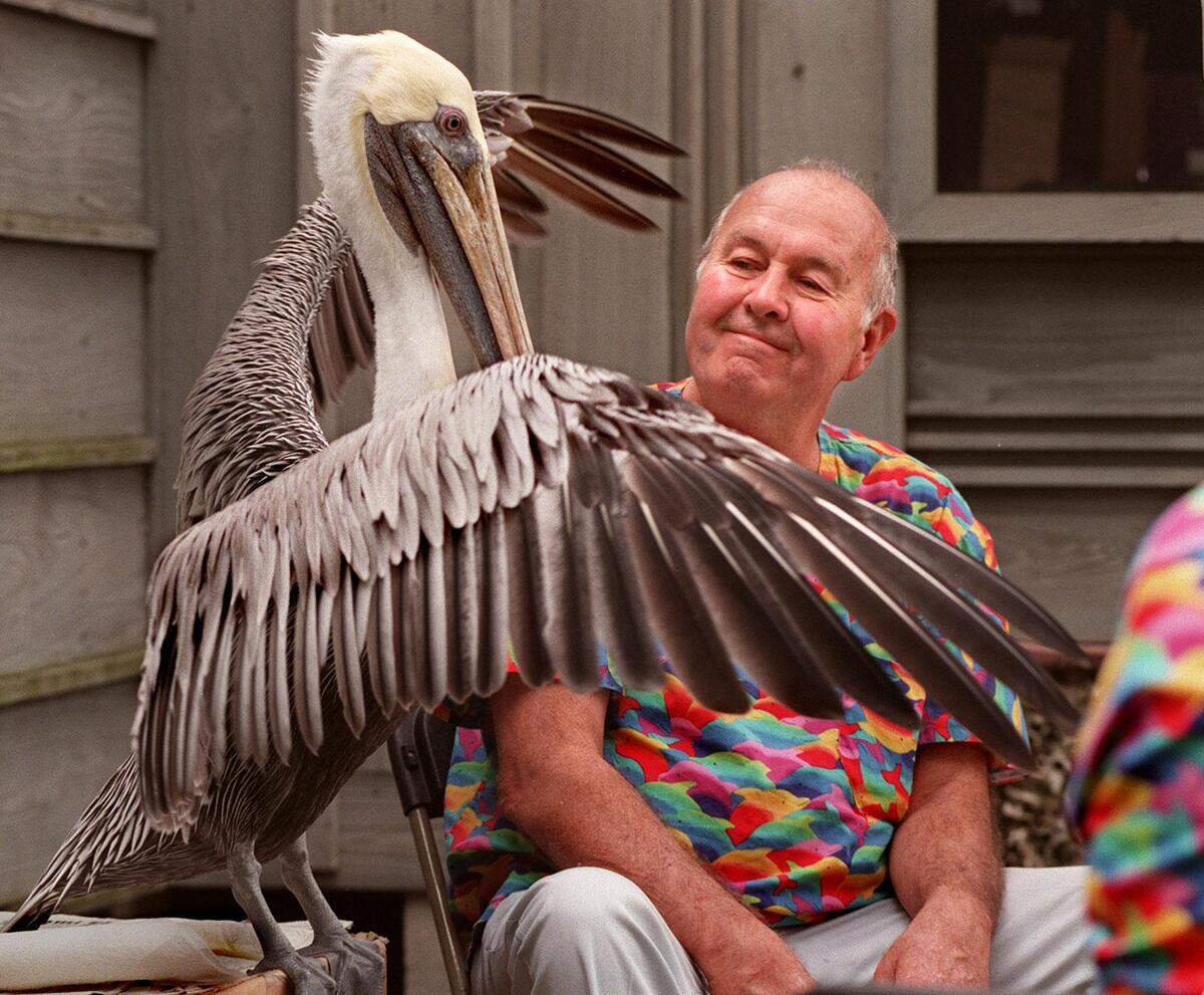 Freddie the Brown Pelican shows off his beautiful pale-colored winter breeding plumage to pal Harry Kelton at the Tropical Audubon Society’s 50th Anniversary Garden Party held on Nov. 1, 1997, at the Audubon house in South Miami. Kelton and his wife Darlene cared for sick and injured Pelicans at the Pelican Harbor Seabird Station since 1980.
