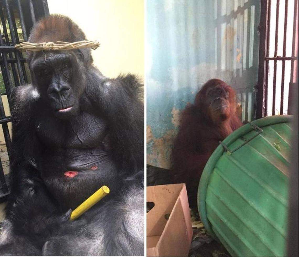 Monkey Jungle’s gorilla King and orangutan Mei, who eight former trainers at the park claim are among the animals abused by Monkey Jungle, in photos taken by former ape trainer Melanie Lustig in September.