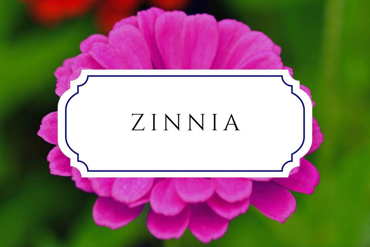 names that mean flower zinnia