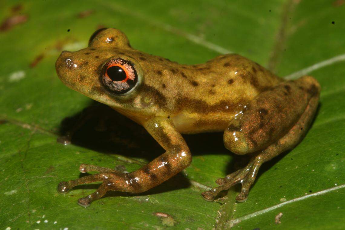 Specimens were found perched on vegetation near ponds, scientists said.