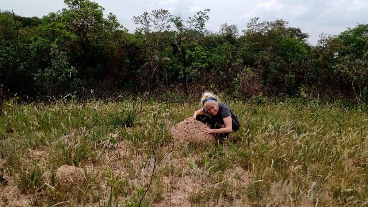 University of Miami biology professor Amy Zanne, who led an international study that found termite appetite increases with temperature, examines a termite mound in Itu, São Paulo State, Brazil.