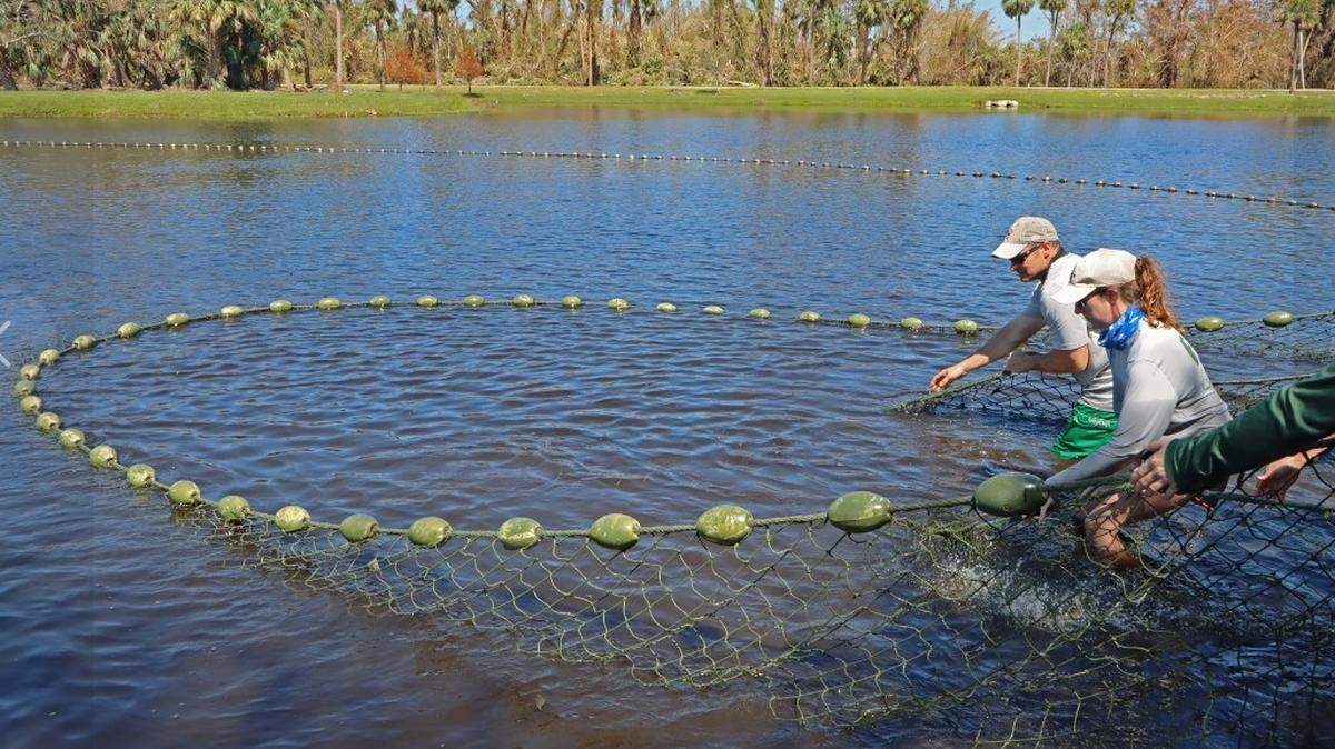 FWC Marine Mammal Rescue Team captures the entrapped manatee in Florida.