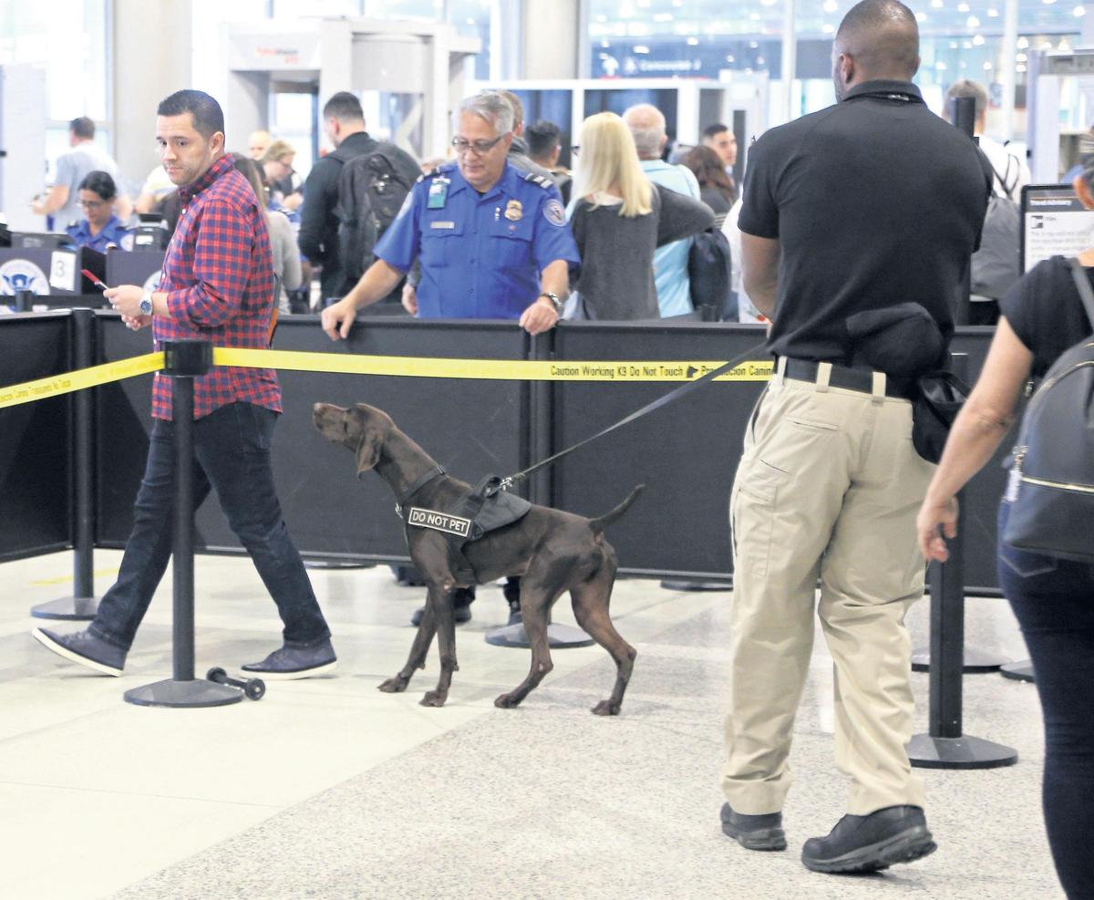 TSA officer Cedric Belvins and German shorthaired pointer “Angus” search departing passengers for explosives at Miami International Airport, Concourse J, South TSA checkpoint. TSA helped speed busy MIA holiday passenger traffic  by using bomb-sniffing dogs and letting many travelers keep their shoes on Wednesday, Nov. 21, 2018.
