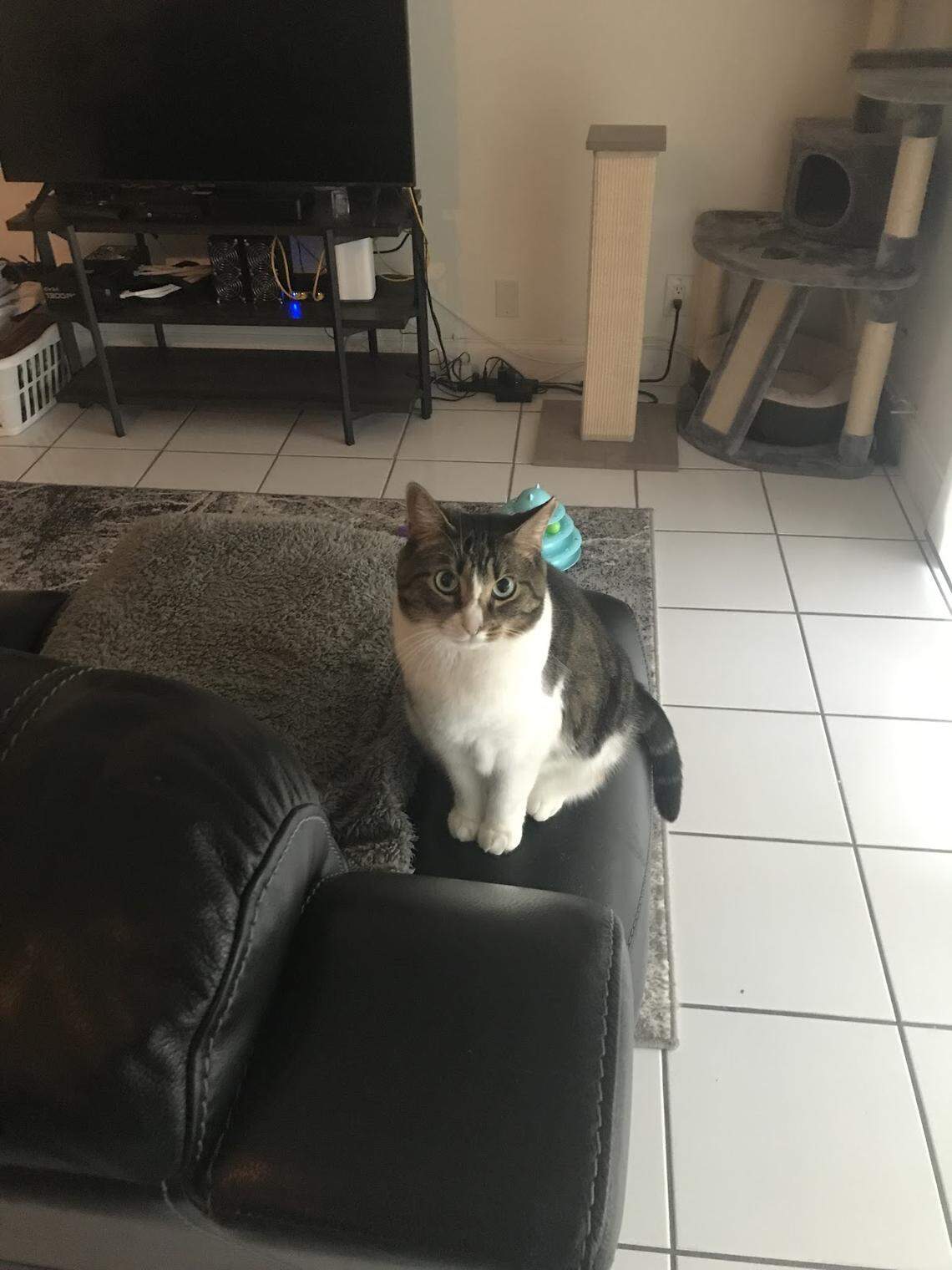 Barbara Grillo’s American shorthair Boo Boo from Weston placed fifth in the Miami Herald’s Cutest Cat Contest. “She loves running in her tunnel and playing with her toys,” her owner said.