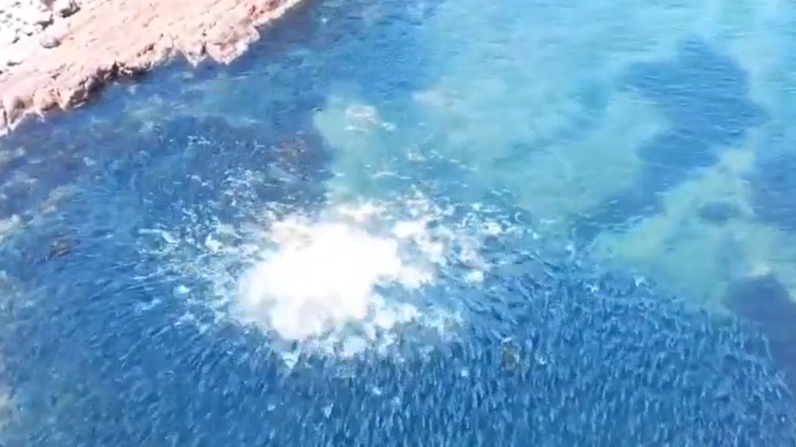 A chaotic a predator-on-predator feeding frenzy was caught on video off Australia, when a massive school of salmon was invaded by voracious dolphins.