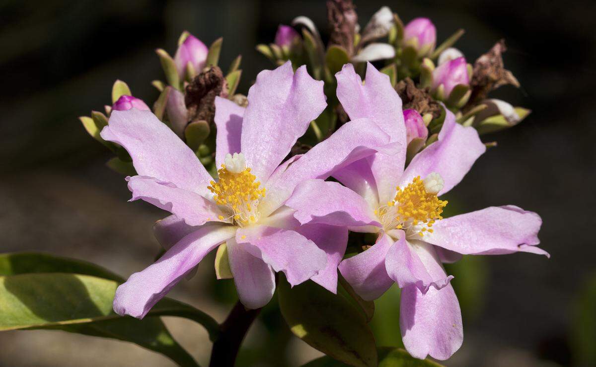Pereskia grandifolia’s pale pink flower clusters.