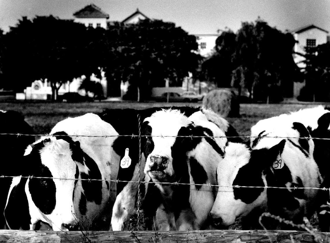 In 1989, cows share space with a rental community in Miami Lakes.