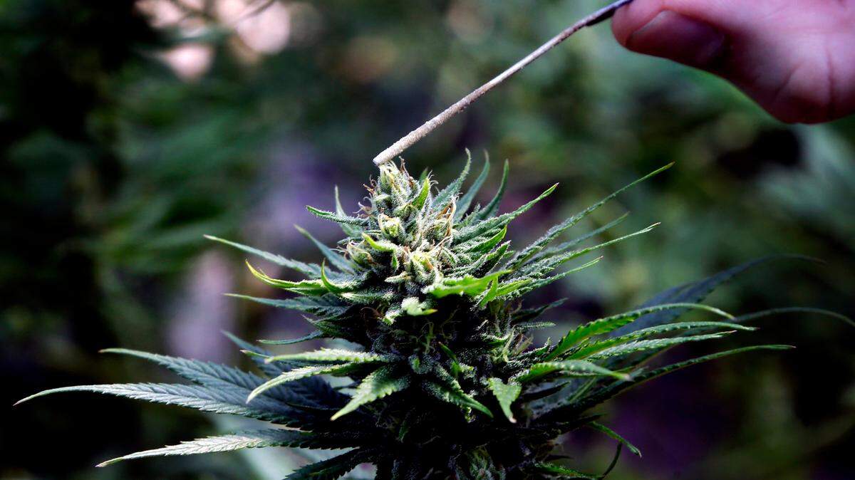 Some cannabis companies are falsely saying their CBD products can treat, cure or prevent COVID-19, the FDA says. It sent out warning letters with the FTC.