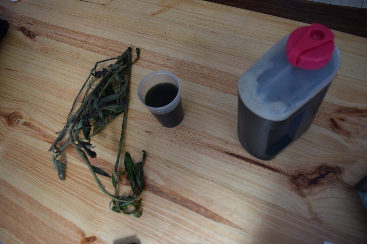 Dr. Carlos Perez explained that bay cedar leaves are thought to be rich in tannins and polyphenols, and there are ongoing studies looking at the impact of polyphenols on HIV, but he said he has no conclusive evidence that the bay cedar treatment is working in his patients..