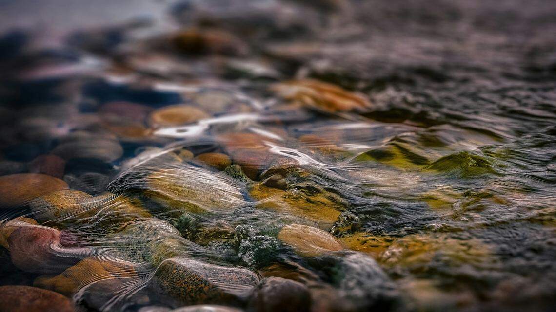 In slow flowing rivers in southern China, a new species was discovered.