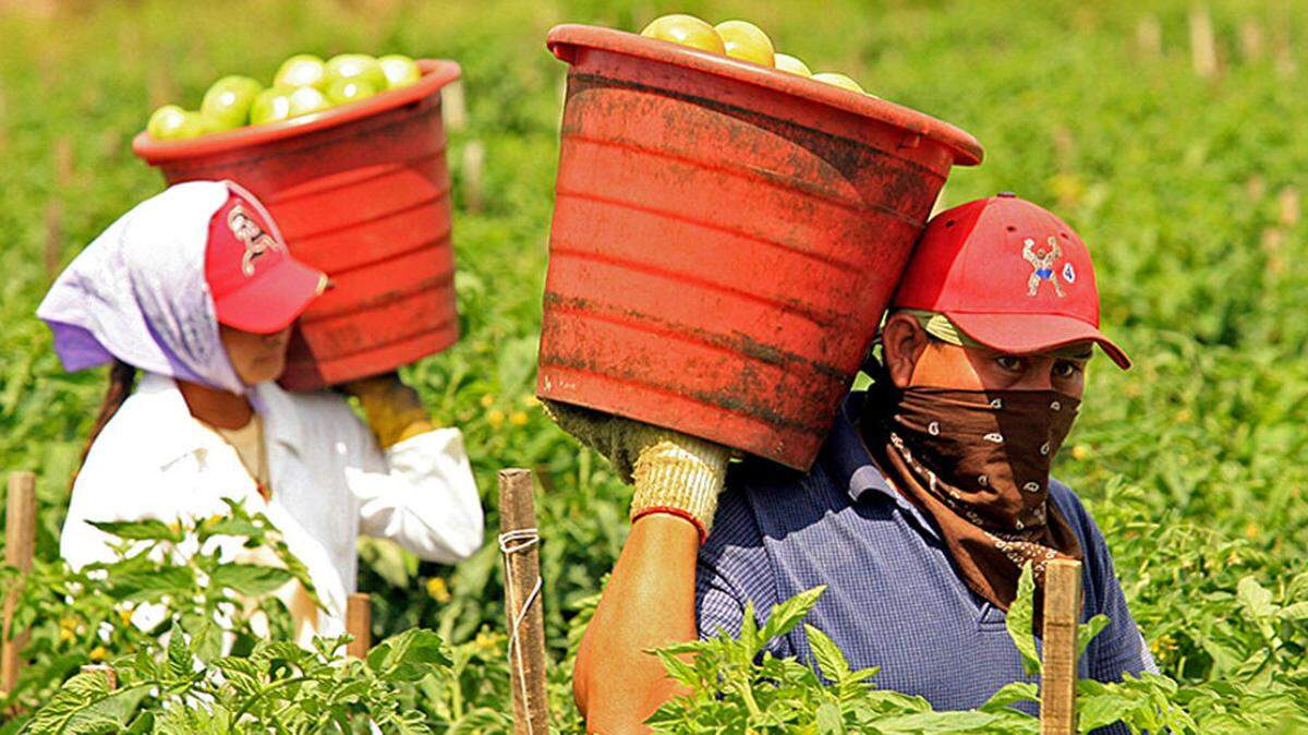 Farmworkers pick tomatoes at Taylor & Fulton Tomatoes in Immokalee, Florida.