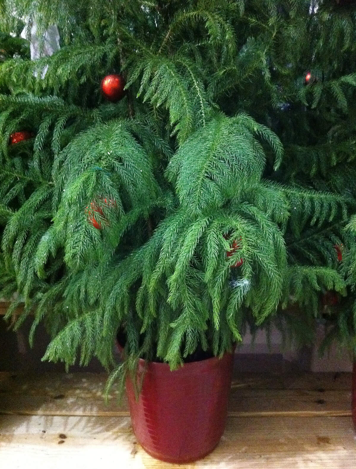 Norfolk pine can become a monster tree.