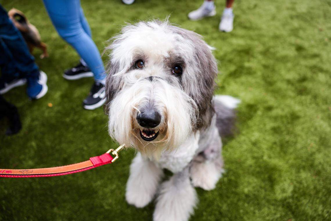 Lady Villanelle, a sheepadoodle, sits on the turf during the grand opening of the Chewy Bark Park at 4579 Ponce de Leon Blvd. in Coral Gables, Fla., Saturday, Jan. 31, 2026.