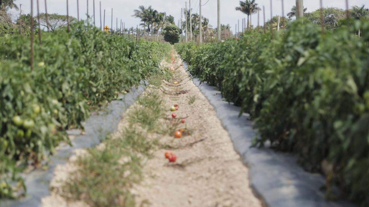 Florida company Utopia Fresh South, doing business as Taylor & Fulton Packing, owed 109 tomato packers $87,920 in back pay after illegitimately claiming an overtime exemption.