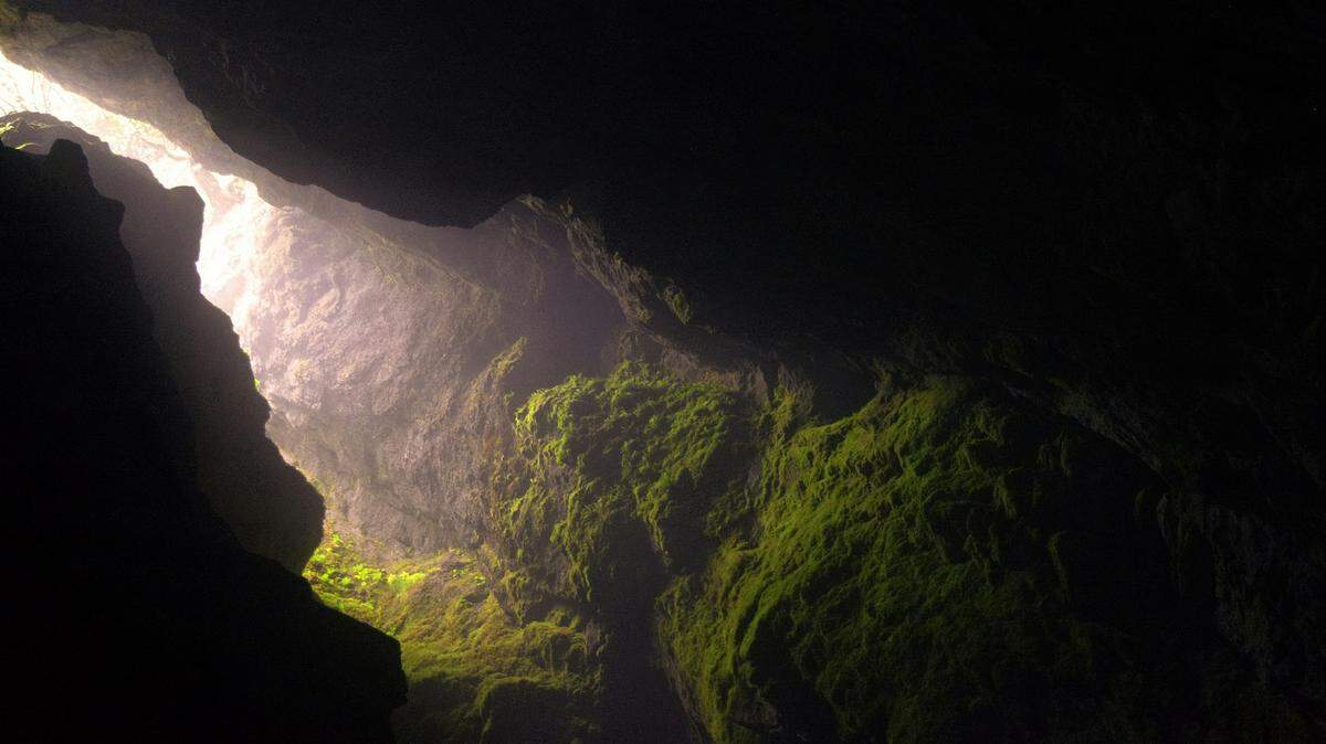 Deep in a cave in the Amazon Rainforest (not pictured), a new species of insect lives its life in silence.