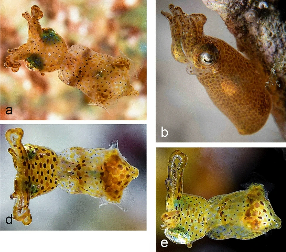 Several photos show Kodama jujutsu, or Hannan’s pygmy squid, in the wild.