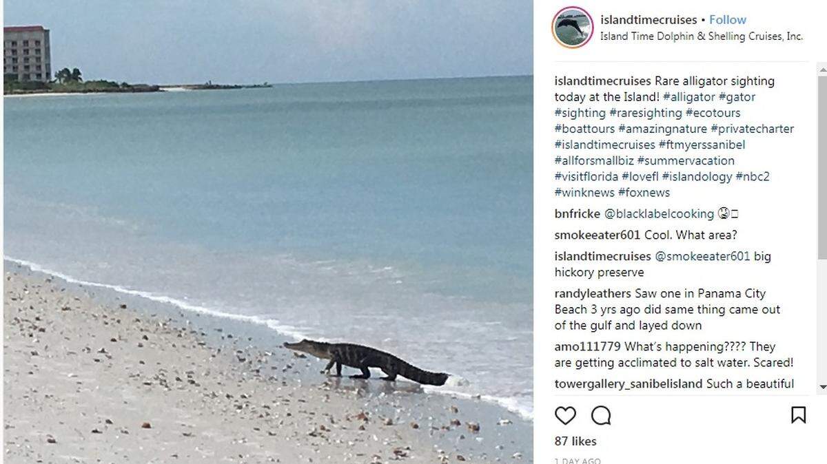 Island Time Dolphin & Shelling Cruises posted this Instagram image of a 4-foot alligator sunning itself on a Fort Myers Beach on June 18, 2018.