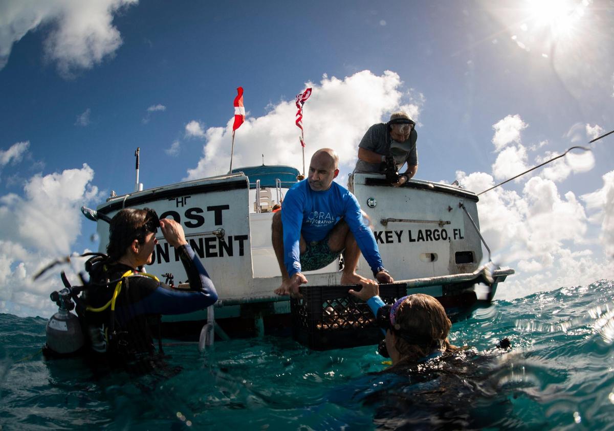 Dr. Phanor Montoya-Maya, center, lowers a tray of coral fragments into the hands of Coral Restoration Foundation staff member on Nov. 20, 2023, off of the coast of Tavernier in the Florida Keys. These coral fragments were taken out of the nursery to enable their survival earlier in the year, and as temperatures cooled, were returned to the ocean.