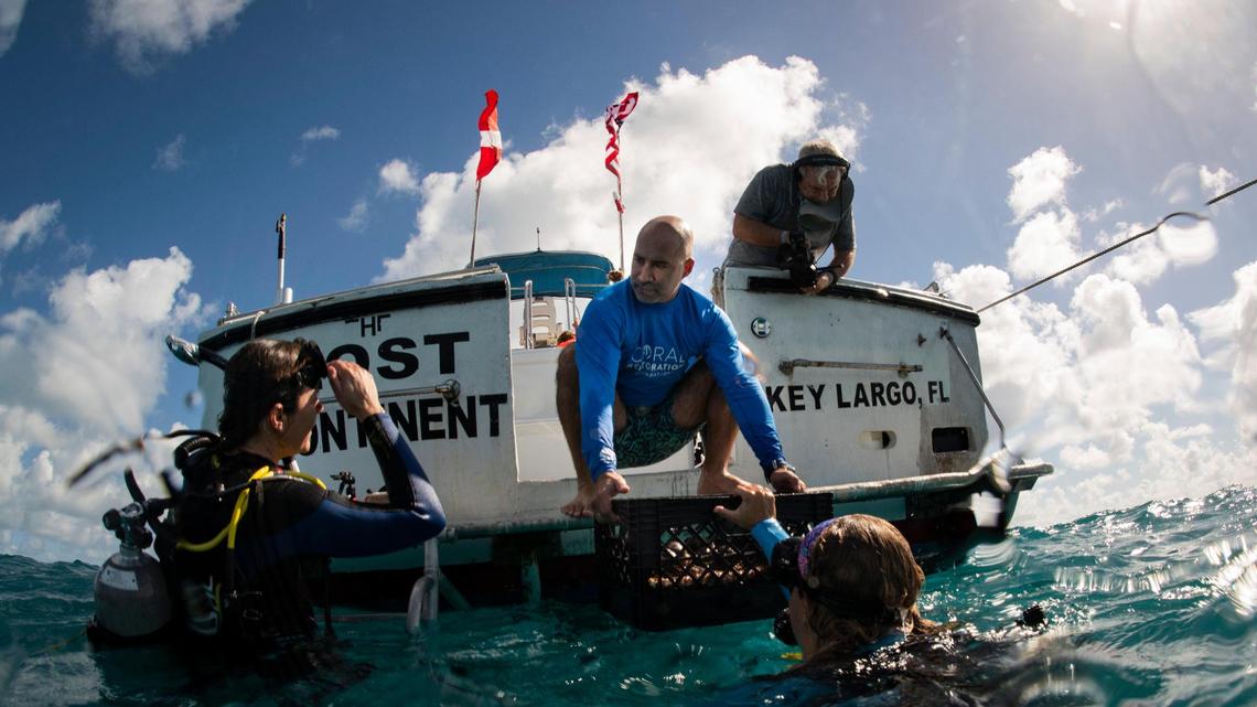 Dr. Phanor Montoya-Maya, center, lowers a tray of coral fragments into the hands of Coral Restoration Foundation staff member on Nov. 20, 2023, off of the coast of Tavernier in the Florida Keys. These coral fragments were taken out of the nursery to enable their survival earlier in the year, and as temperatures cooled, were returned to the ocean.