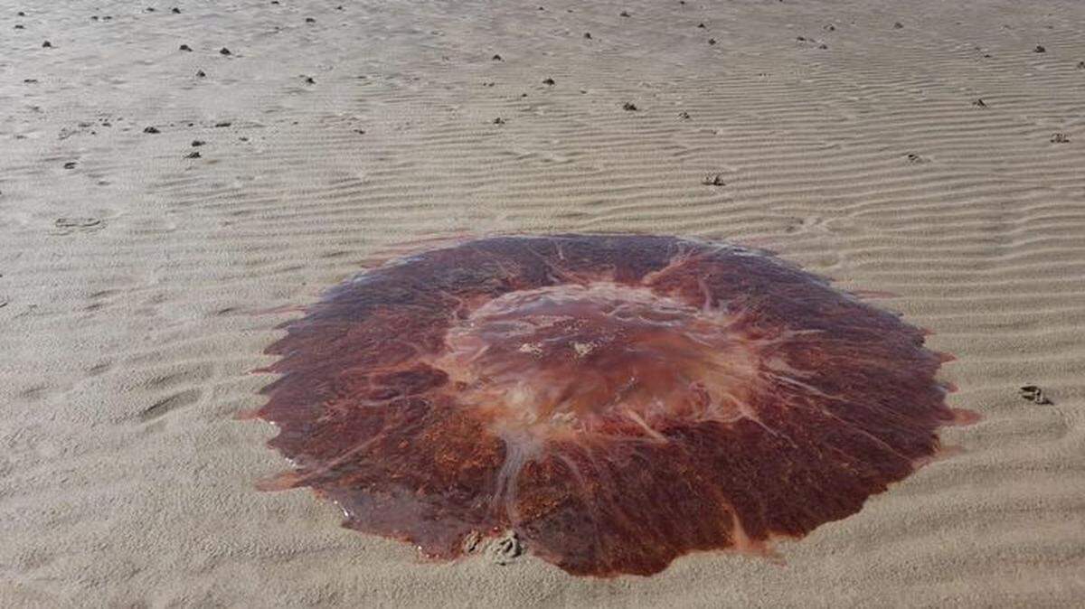 Several dangerous sea creatures were seen on Cork County beaches in a “very unusual” string of sightings, officials said. This photo shows a representative lion’s mane jellyfish.