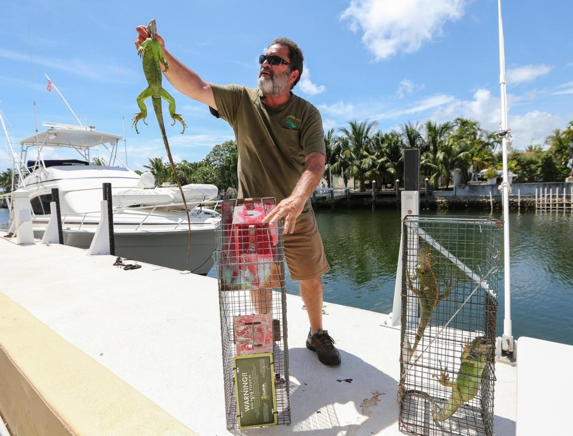 Trapper Brian Wood shows an iguana caught outside of Keystone Towers condo complex in North Miami on Tuesday, June 26, 2018.