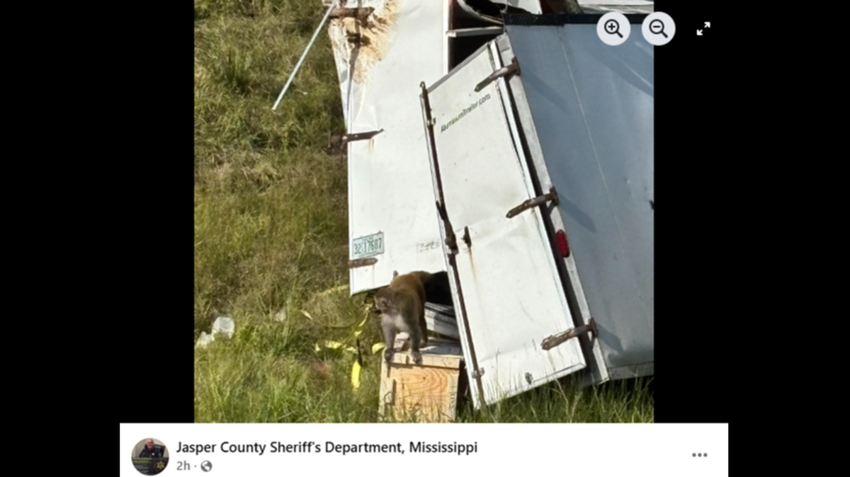 Research monkeys from Tulane University escaped a transport truck following a crash in Mississippi, deputies said.