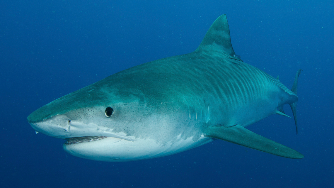 Shark makes stunning 4,000-mile trek, proving they cross oceans. But why?