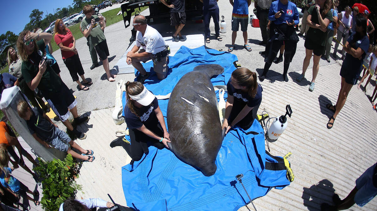 manatee rescue florida