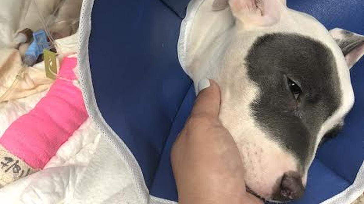 Dexter, a 12-week-old pit bull, was taken to LeadER Animal Specialty Hospital in Cooper City with multiple injuries to its face. Police say the veterinarians concluded the injuries were deliberately caused. Dexter’s owner, Daniel Smith, 21, was charged with aggravated animal cruelty.