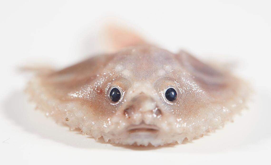 A deep-sea batfish found by the crew of researchers aboard the Investigator.
