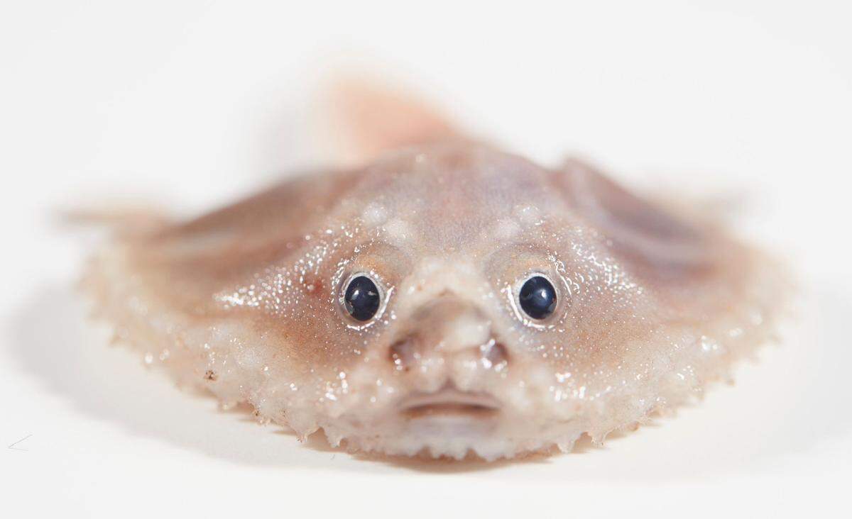 A deep-sea batfish found by the crew of researchers aboard the Investigator.