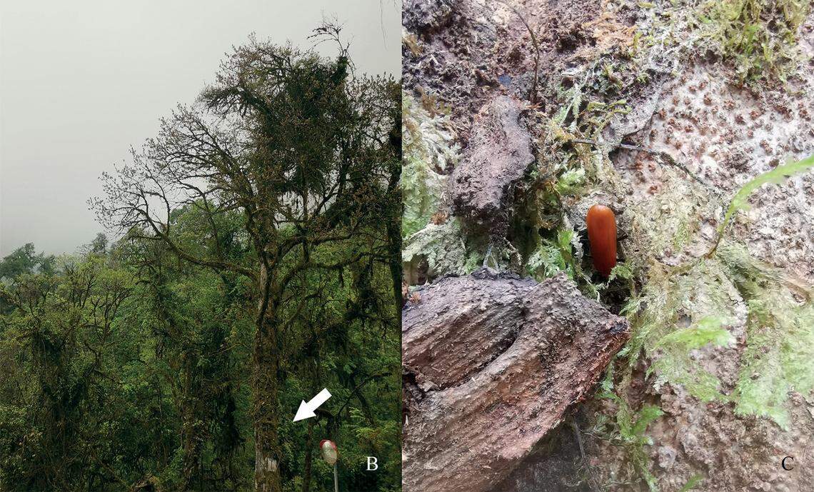 Researchers found the “fire-colored” beetle in a decaying tree in China.