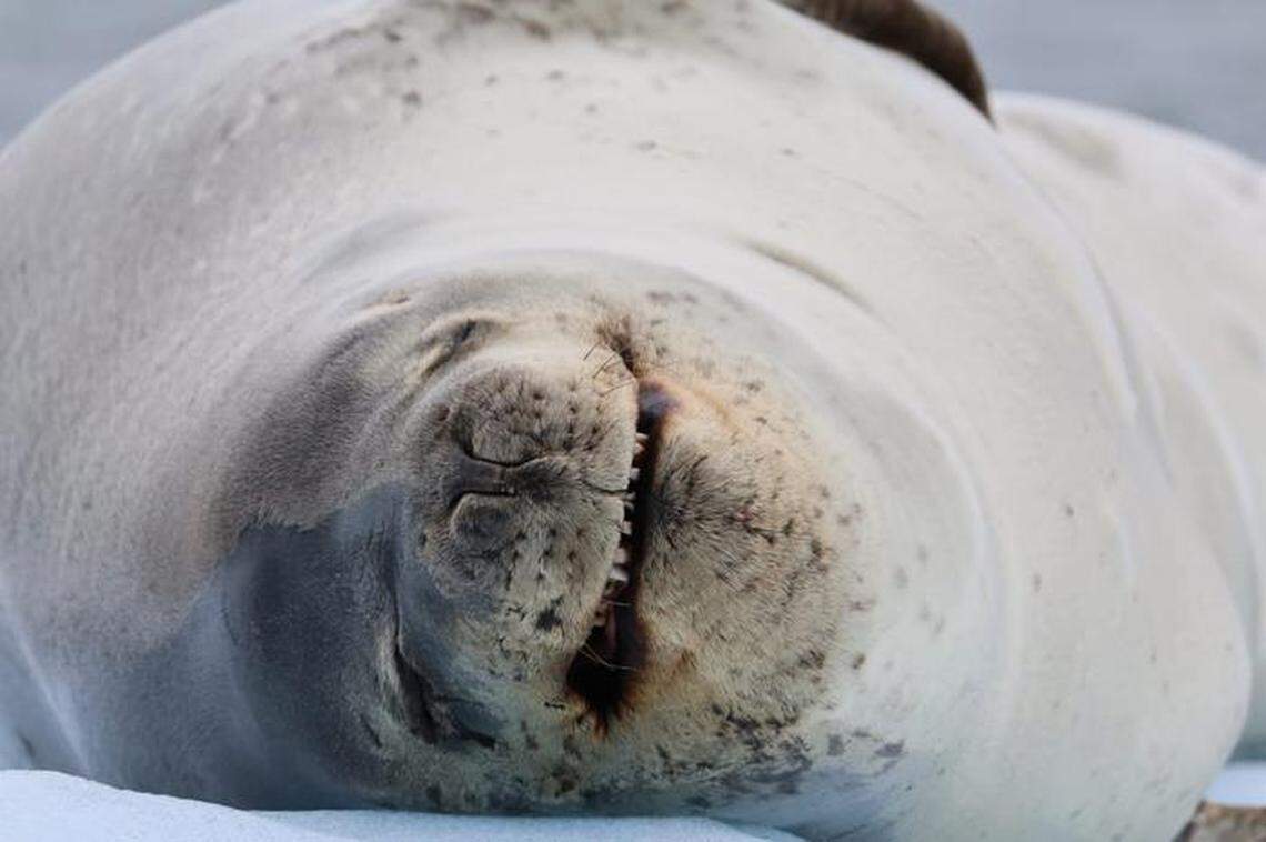 The majority of the seals showed specialization, researchers said.