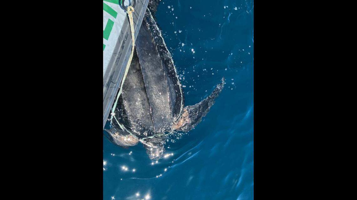 A leatherback turtle floats next to a Florida Fish and Wildlife Conservation Commission boat Wednesday, Sept. 7, 2022. The officer assigned to that boat freed the reptile from a lobster trap line.
