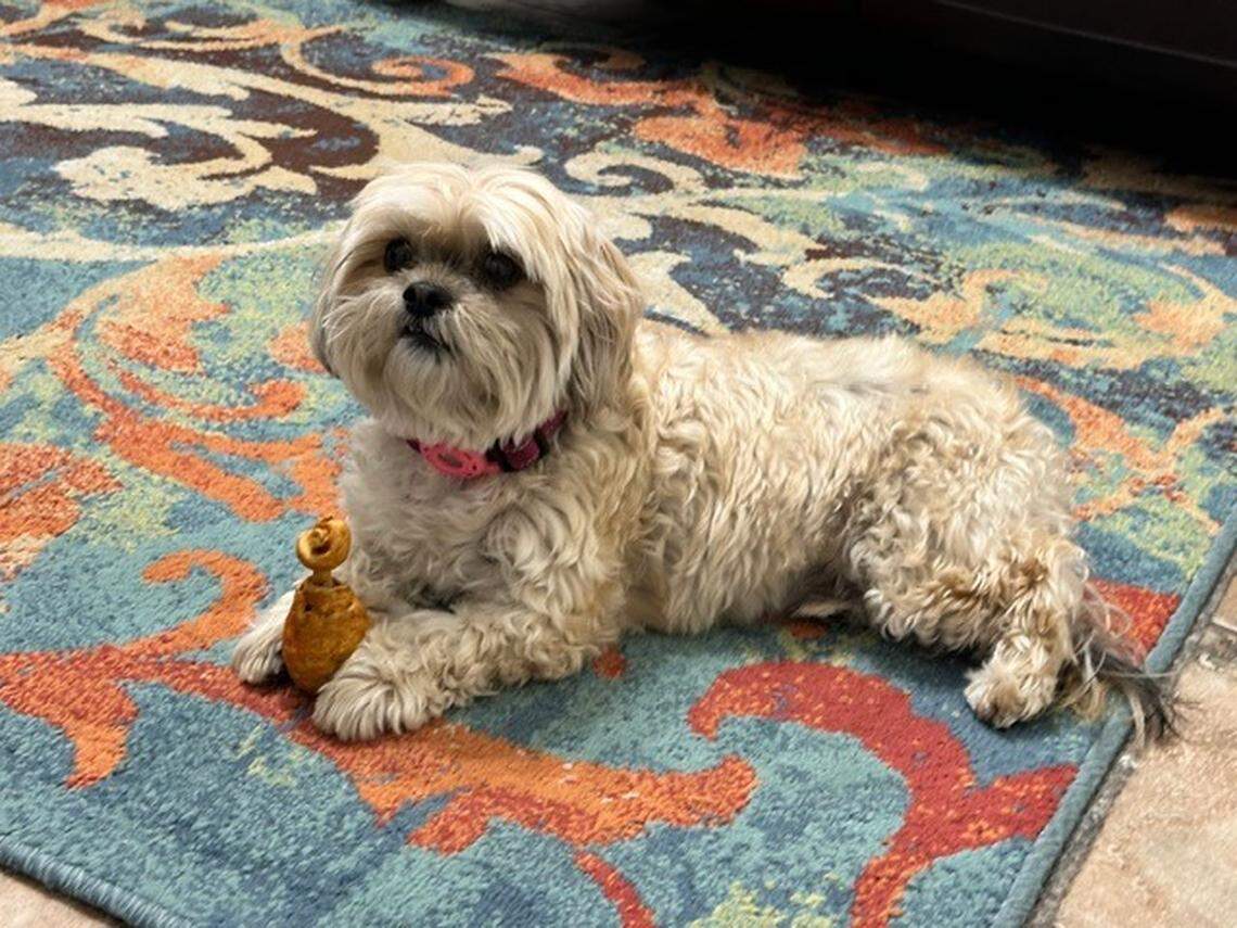 Valentina, the Herald’s dog champ in the 2025 Cutest Pet Contest, watches her human mom work. She’s always there with sweet canine therapy, Luz Martinez says.
