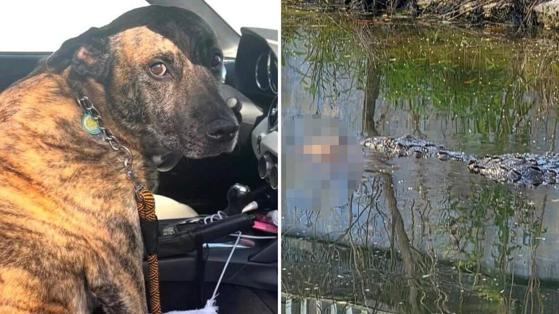 Police warn public after crocodile kills pet dog in South Miami